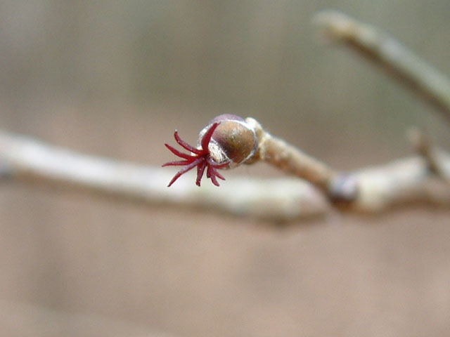 Corylus americana (American hazelnut) #18905