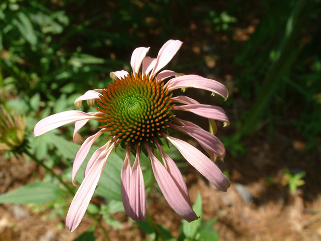 Echinacea purpurea (Eastern purple coneflower) #18930