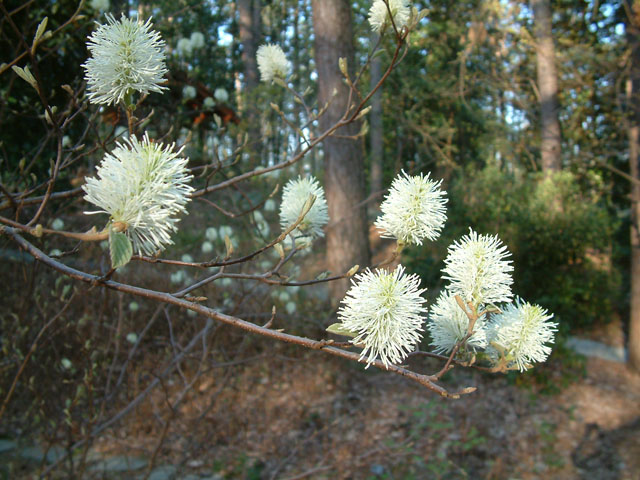 Fothergilla gardenii (Dwarf witchalder) #18950