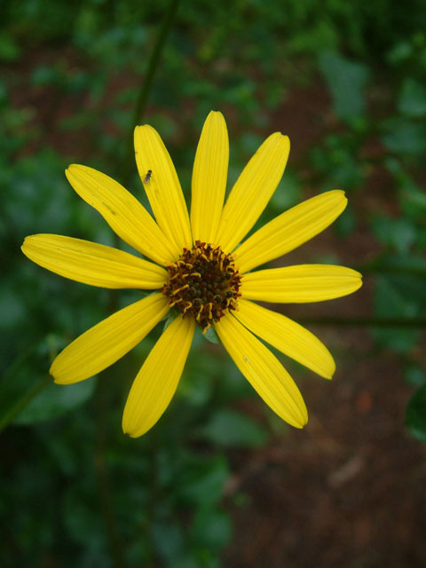 Helianthus atrorubens (Purpledisk sunflower) #18962