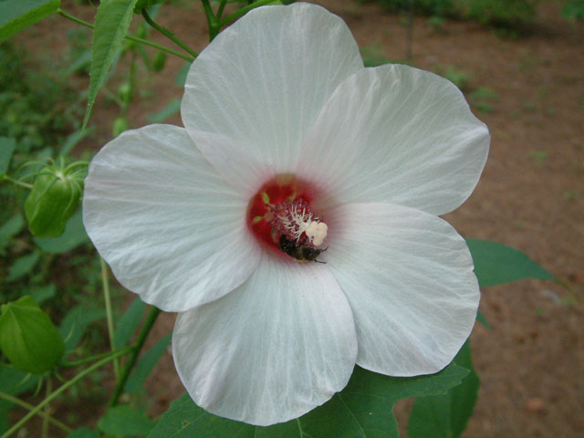 Hibiscus laevis (Halberdleaf rosemallow) #18979