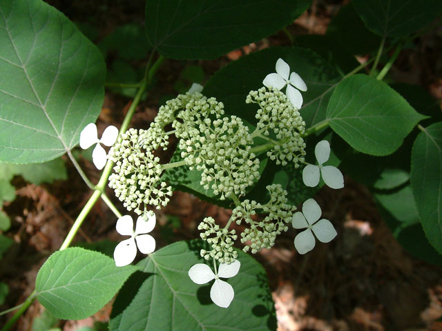 Hydrangea arborescens (Smooth hydrangea) #18982