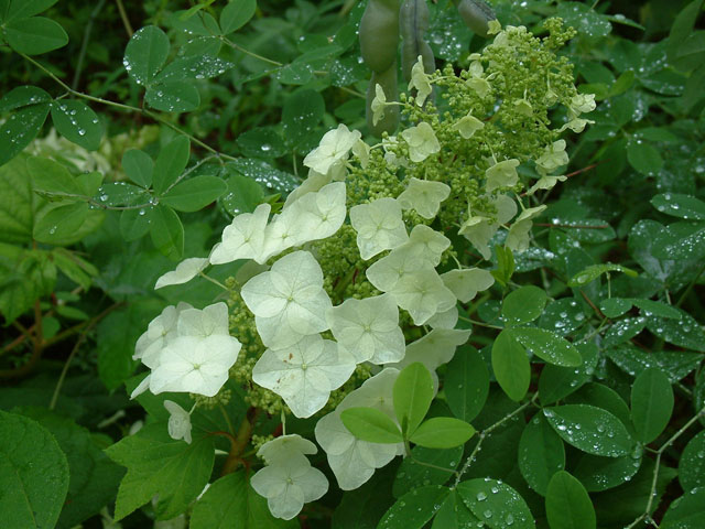 Hydrangea quercifolia (Oakleaf hydrangea) #18984