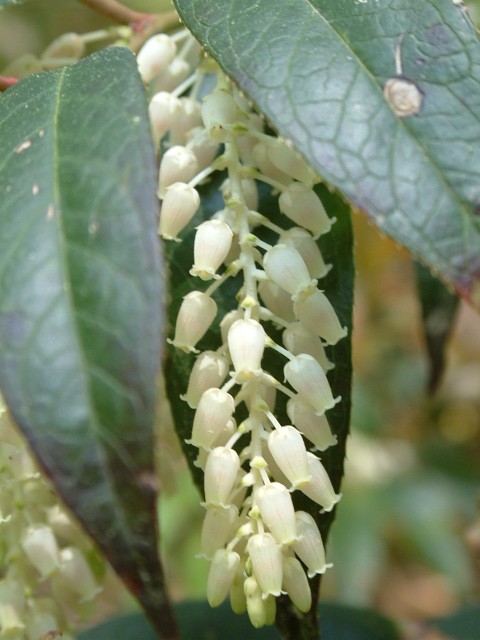 Leucothoe fontanesiana (Highland doghobble) #19011