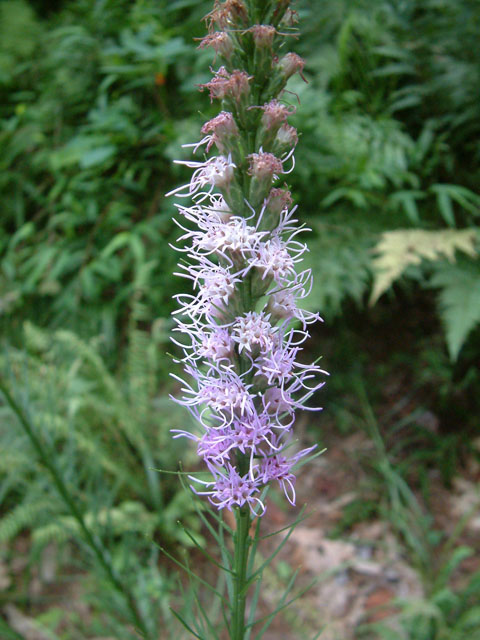 Liatris pycnostachya (Prairie blazing star) #19015