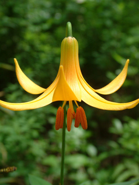 Lilium canadense (Canada lily) #19018