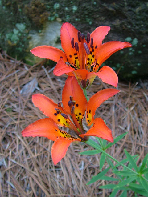 Lilium philadelphicum (Wood lily) #19023