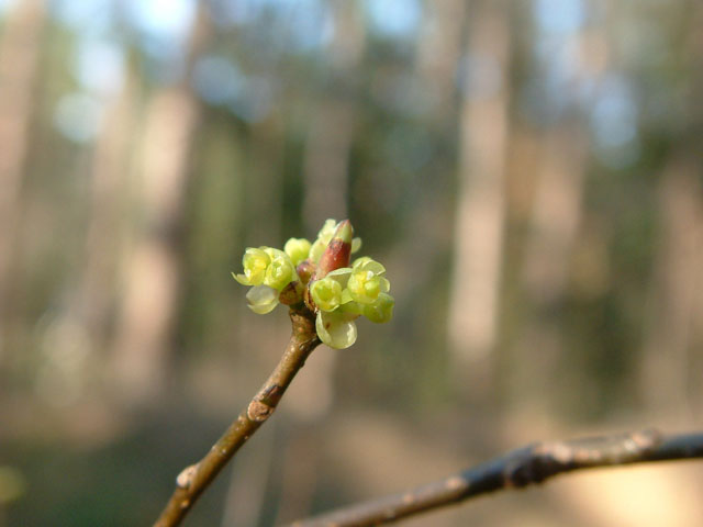 Lindera benzoin (Northern spicebush) #19026