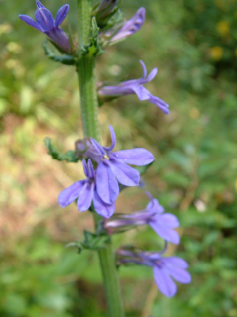 Lobelia puberula (Downy lobelia) #19029