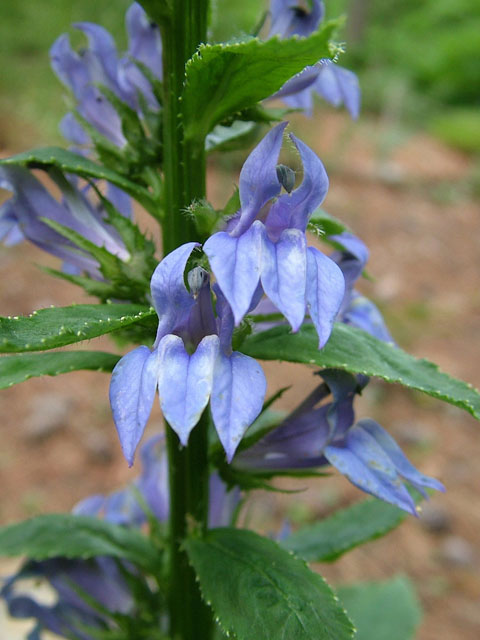 Lobelia siphilitica (Great blue lobelia) #19030