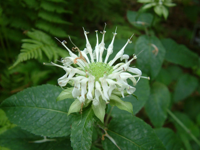 Monarda clinopodia (White bergamot) #19047