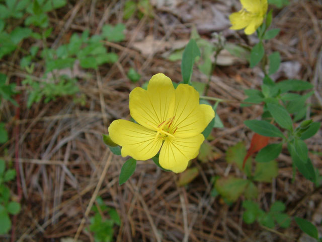 Oenothera fruticosa (Narrowleaf evening-primrose) #19049