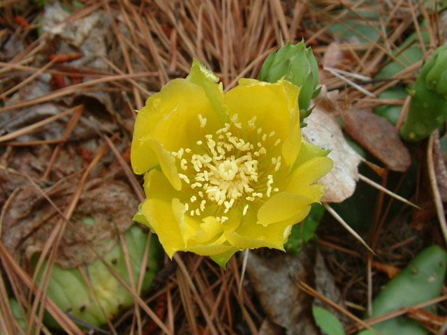 Opuntia humifusa (Low prickly pear) #19052