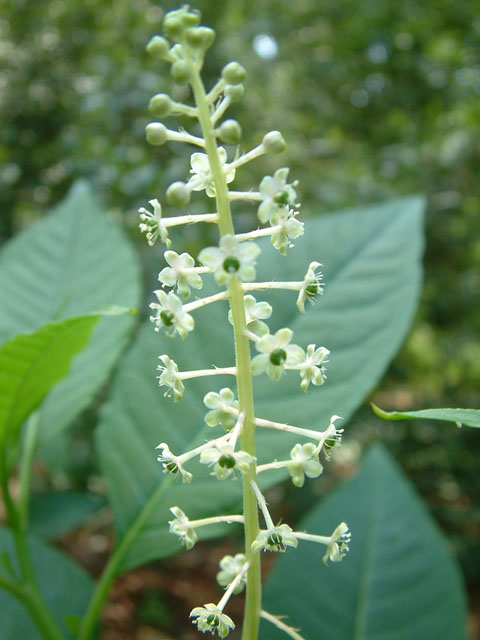 Phytolacca americana (American pokeweed) #19084