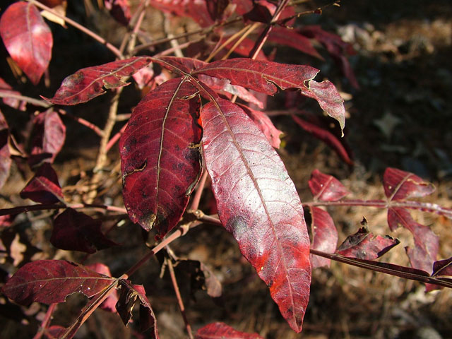 Rhus copallinum (Winged sumac) #19117