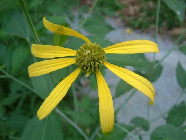 Rudbeckia laciniata (Green-headed coneflower) #19124