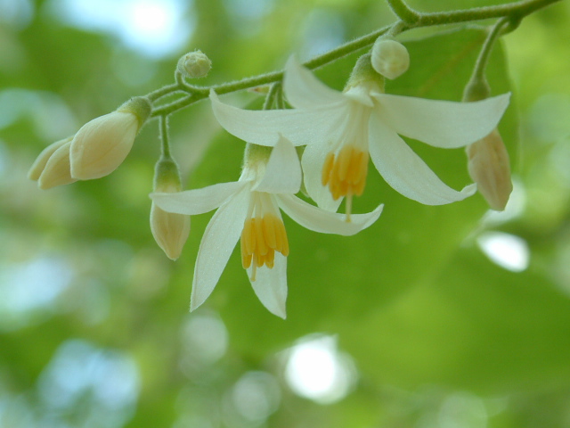 Styrax grandifolius (Bigleaf snowbell) #19190