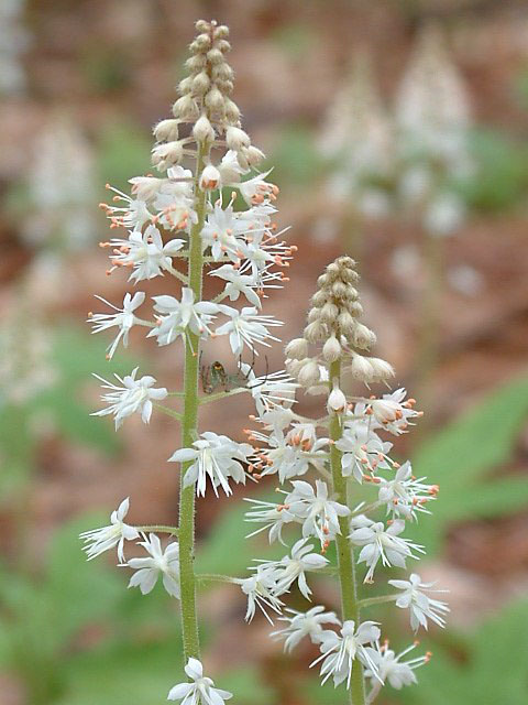 Tiarella cordifolia (Heartleaf foamflower) #19205