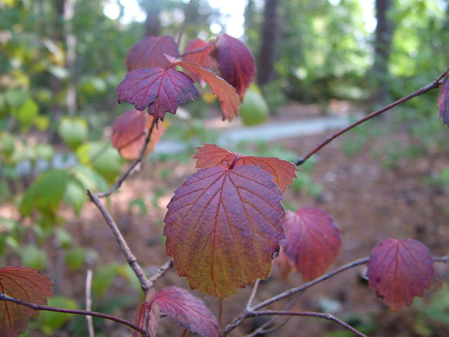 Viburnum dentatum (Southern arrowwood) #19252