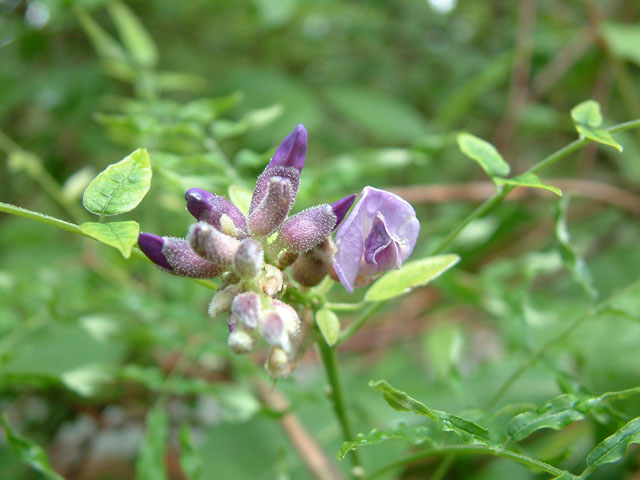 Wisteria frutescens (American wisteria) #19265