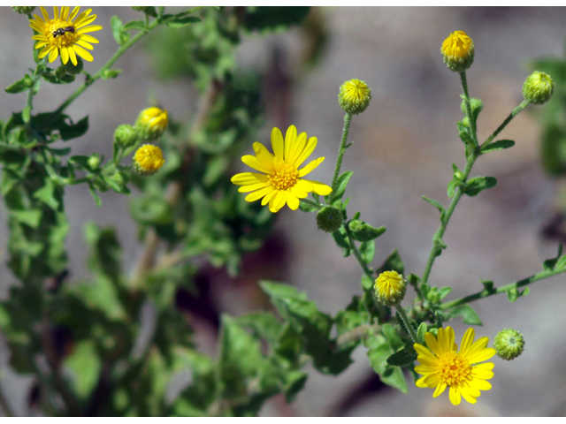 Heterotheca subaxillaris (Camphorweed) #28859