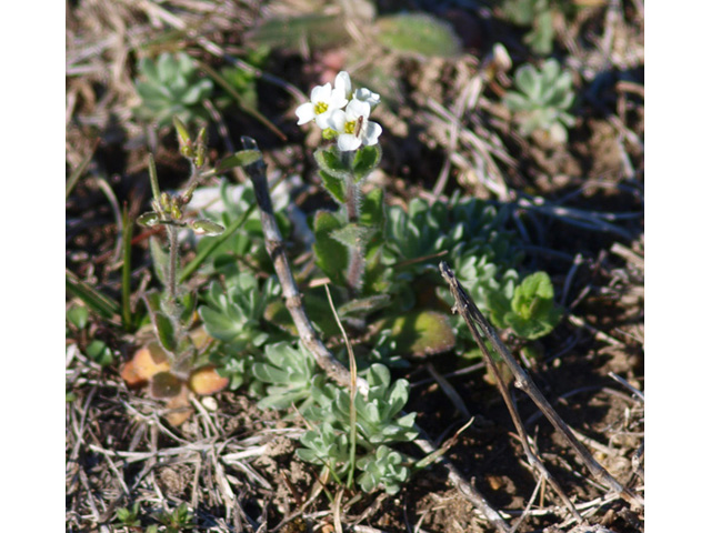 Draba cuneifolia (Wedgeleaf draba) #32728