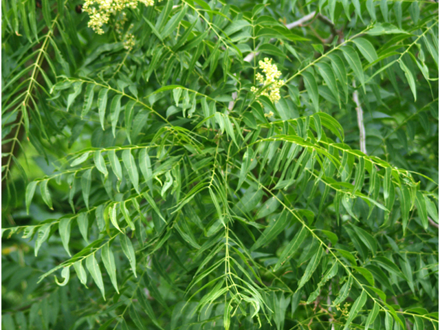 Sapindus saponaria var. drummondii (Western soapberry) #42055