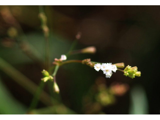 Boerhavia erecta (Erect spiderling) #42062