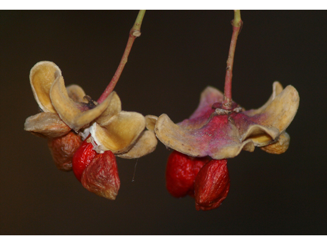 Euonymus atropurpureus (Burningbush) #42074