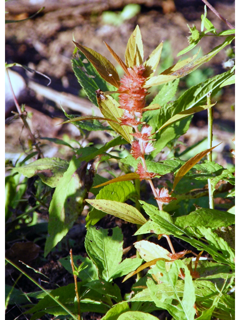 Acalypha virginica (Virginia threeseed mercury) #42076