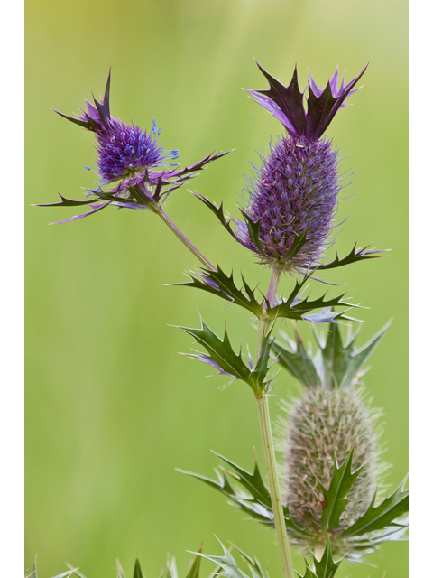 Eryngium leavenworthii (Leavenworth's eryngo) #38735