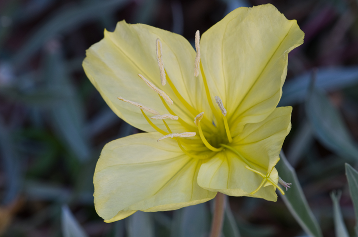 Oenothera macrocarpa ssp. incana (Bigfruit evening-primrose) #26628