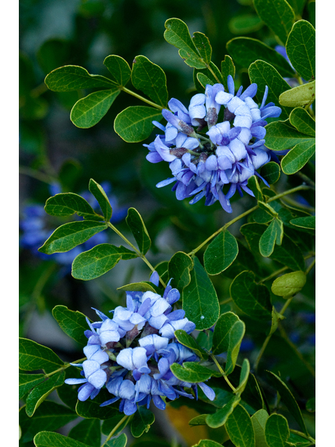 Sophora secundiflora (Texas mountain laurel) #38745