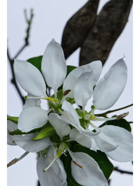 Bauhinia lunarioides (Anacacho orchid tree) #38774