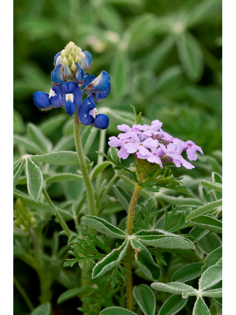 Lupinus texensis (Texas bluebonnet) #38812