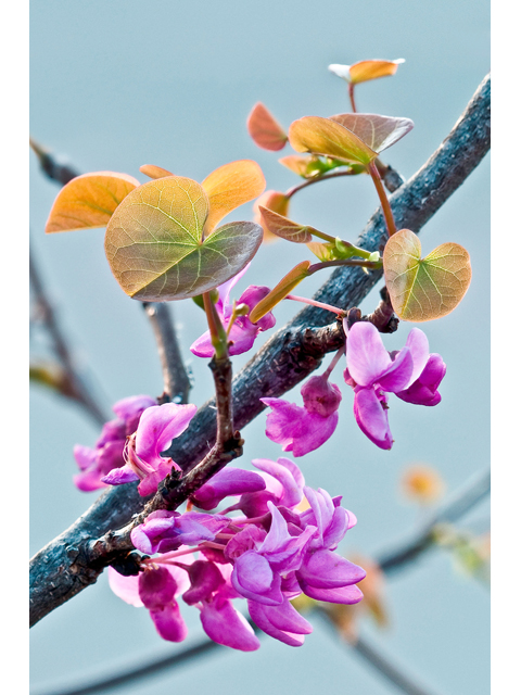 Cercis canadensis var. texensis (Texas redbud) #38841