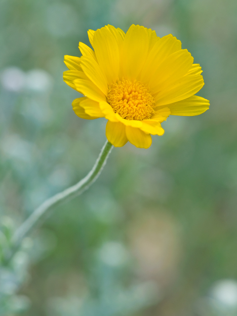 Baileya multiradiata (Desert marigold) #26645