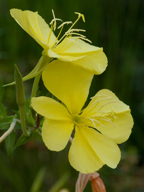 Oenothera jamesii (Trumpet evening-primrose) #26673