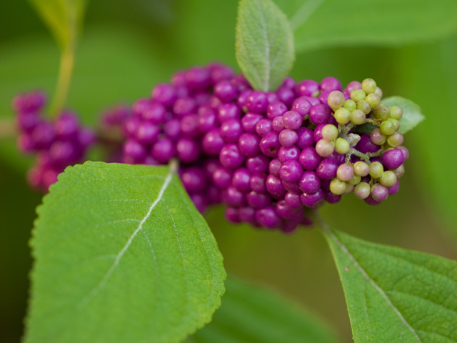 Callicarpa americana (American beautyberry ) #26679