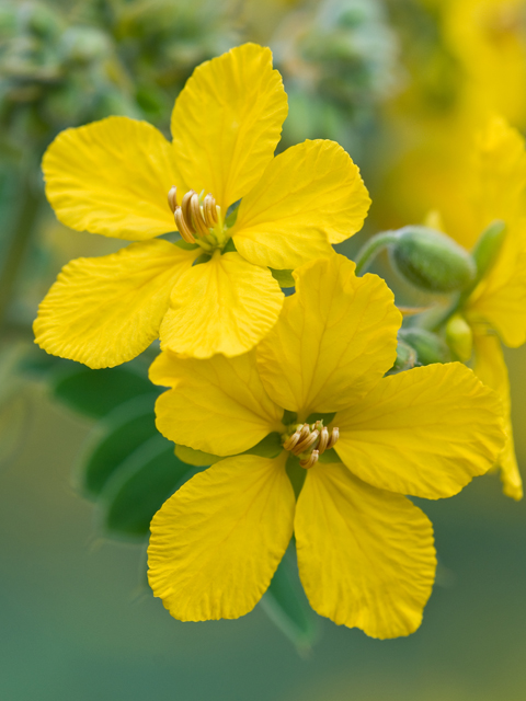 Senna lindheimeriana (Lindheimer's senna) #26694