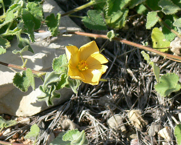 Abutilon wrightii (Wright's indian mallow) #19278