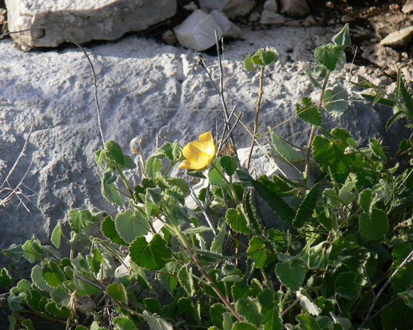 Abutilon wrightii (Wright's indian mallow) #19280