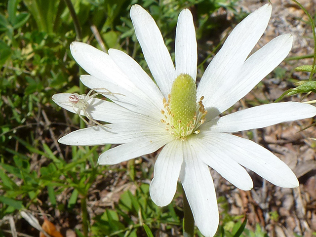 Anemone berlandieri (Tenpetal anemone) #39143