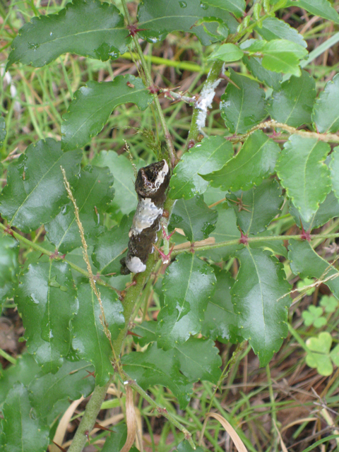 Zanthoxylum hirsutum (Texas hercules' club) #39155