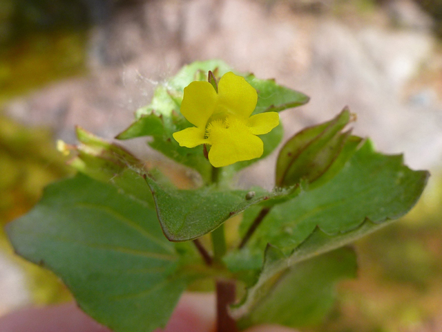 Mimulus glabratus (Roundleaf monkeyflower) #39192