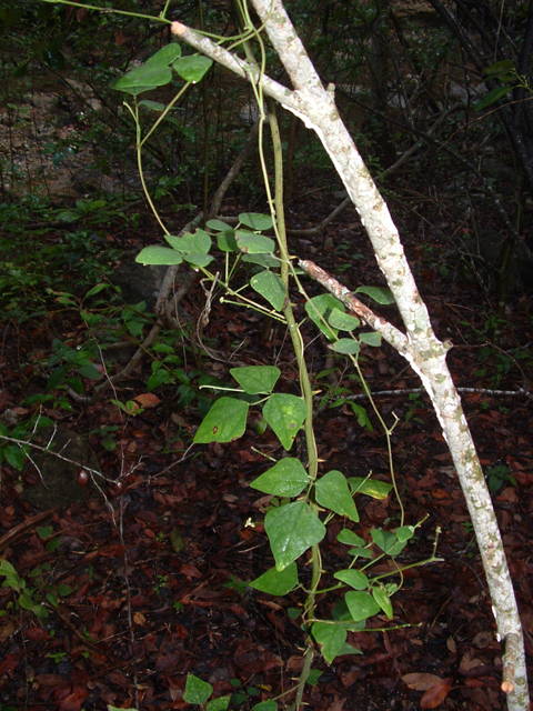 Phaseolus texensis (Boerne bean) #20935