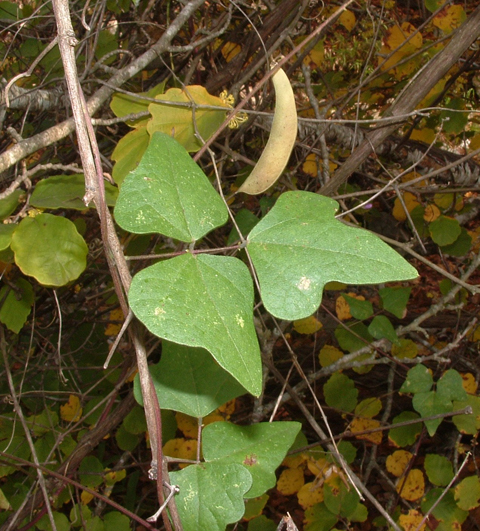 Phaseolus texensis (Boerne bean) #20937