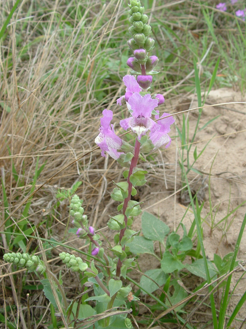 Brazoria arenaria (Sand brazos-mint) #20950