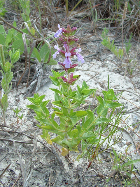 Rhododon angulatus (Angled sandmint) #20963