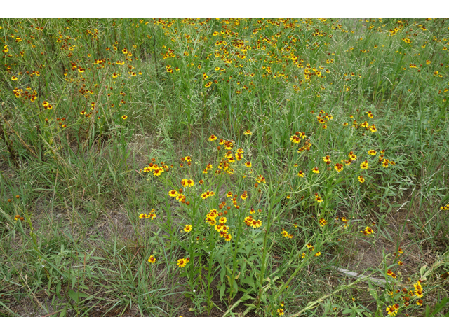 Helenium elegans (Pretty sneezeweed) #48029